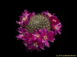 Sulcorebutia vasqueziana ssp. alba HS76 2241